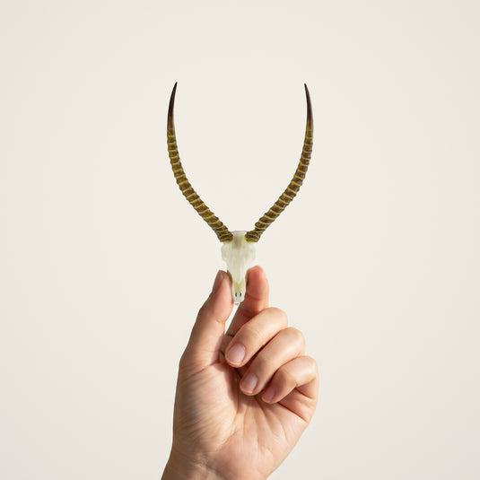 Red Lechwe Skullie held in hand for scale