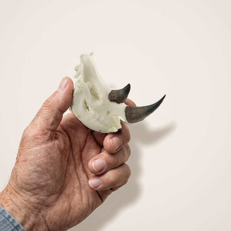 Load image into Gallery viewer, Rhino Skullie held in hand for scale
