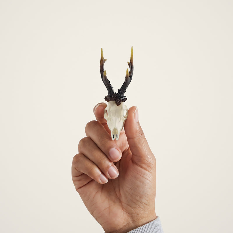 Load image into Gallery viewer, Roe Deer Skullie held in hand for scale
