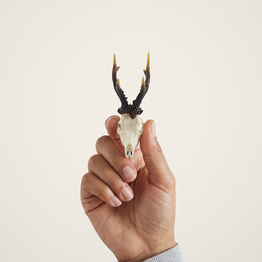 Roe Deer Skullie held in hand for scale