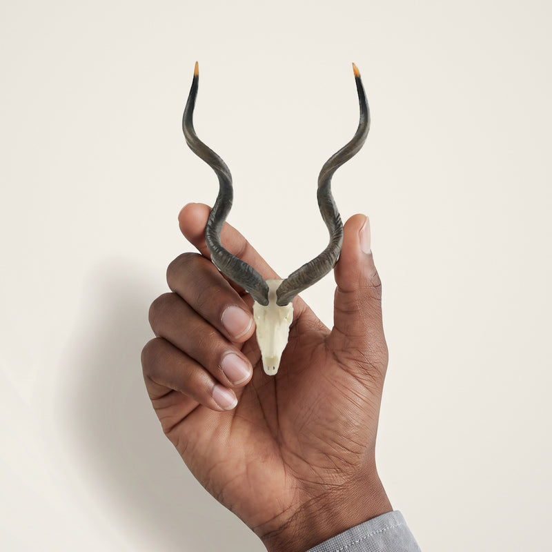 Load image into Gallery viewer, Southern Greater Kudu Skullie held in hand for scale
