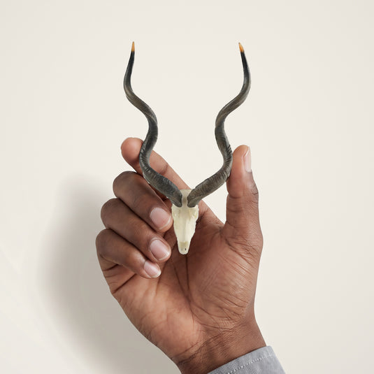 Southern Greater Kudu Skullie held in hand for scale