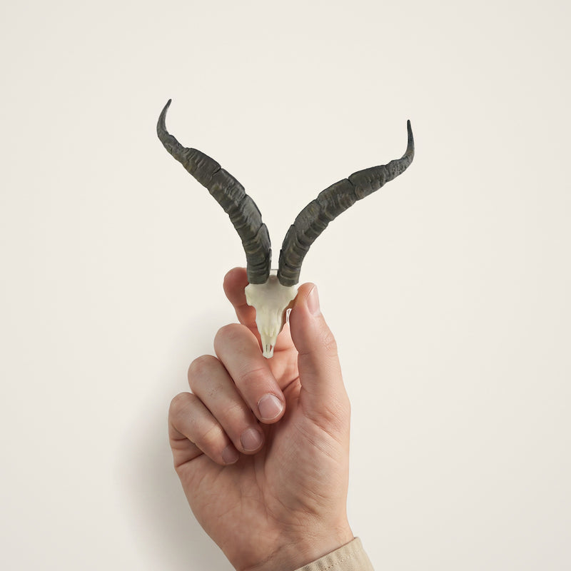 Load image into Gallery viewer, Spanish Ibex Skullie held in hand for scale
