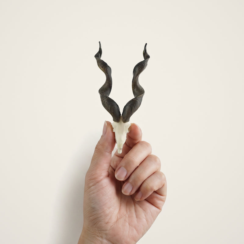 Load image into Gallery viewer, Turkmenistan Markhor Skullie held in hand for scale
