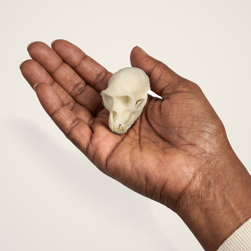 Load image into Gallery viewer, Vervet Monkey Skullie held in hand for scale

