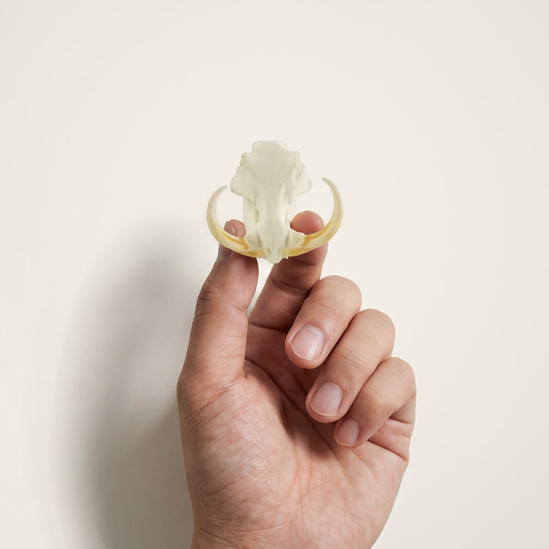 Load image into Gallery viewer, Warthog Skullie held in hand for scale
