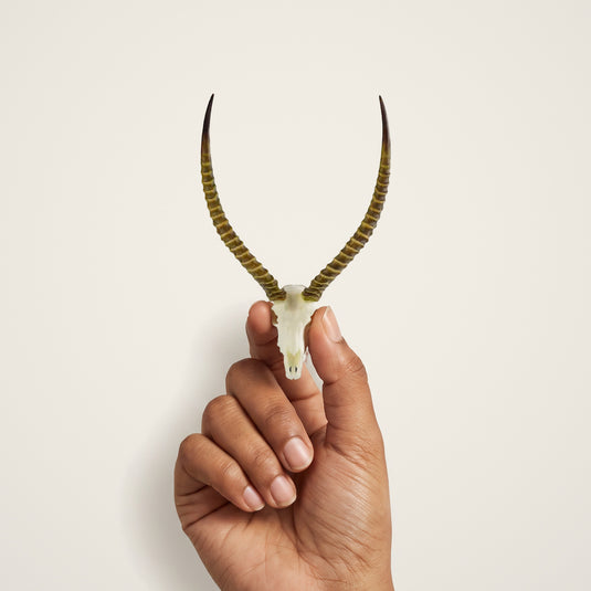 Waterbuck Skullie held in hand for scale