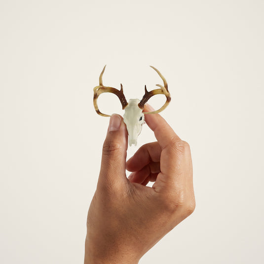 Whitetail Deer Skullie held in hand for scale