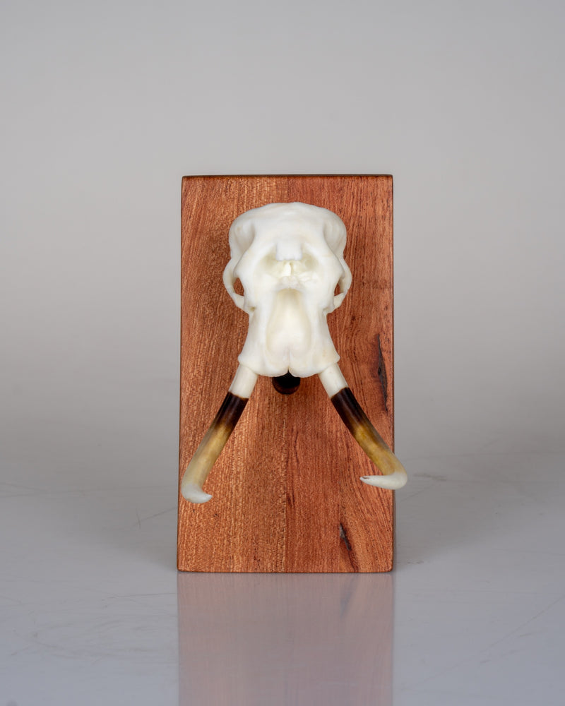 Load image into Gallery viewer, Augmented Mount - solid rosewood wooden display pedestal with a miniature warthog Skullie, front view
