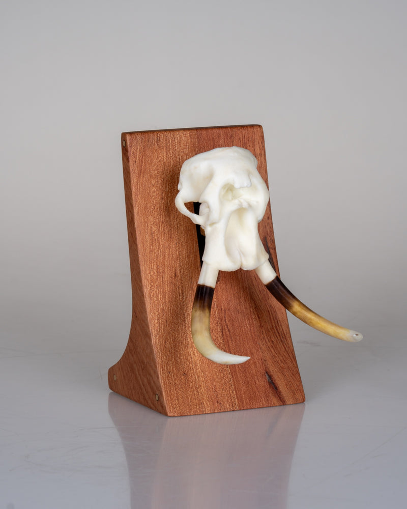 Load image into Gallery viewer, Augmented Mount rosewood display pedestal, three-quarter view showing the tusked Skullie and wood grain
