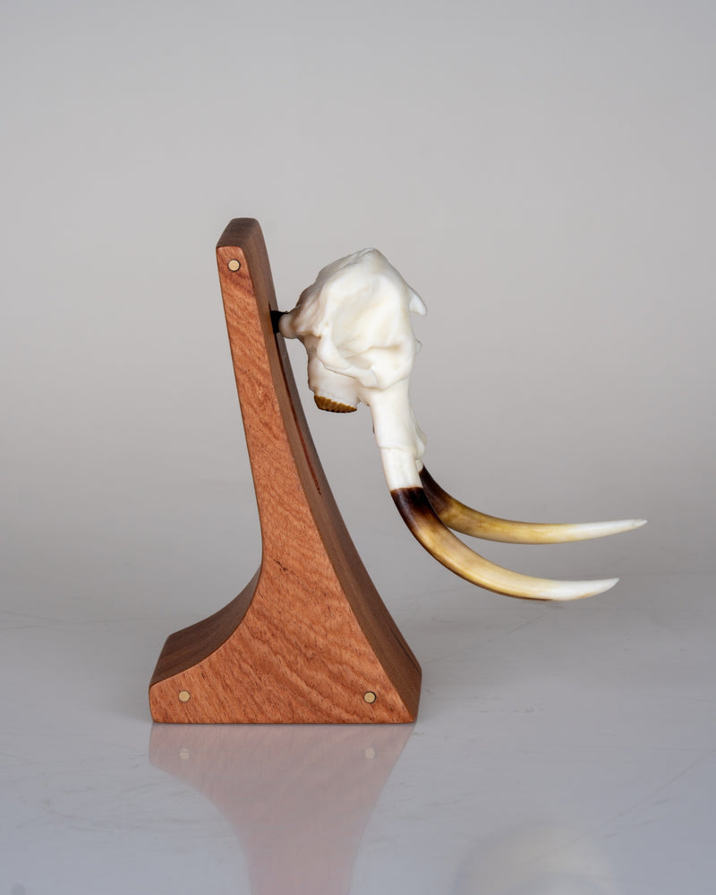 Load image into Gallery viewer, Augmented Mount rosewood display pedestal in side profile with brass pins and warthog tusks in silhouette
