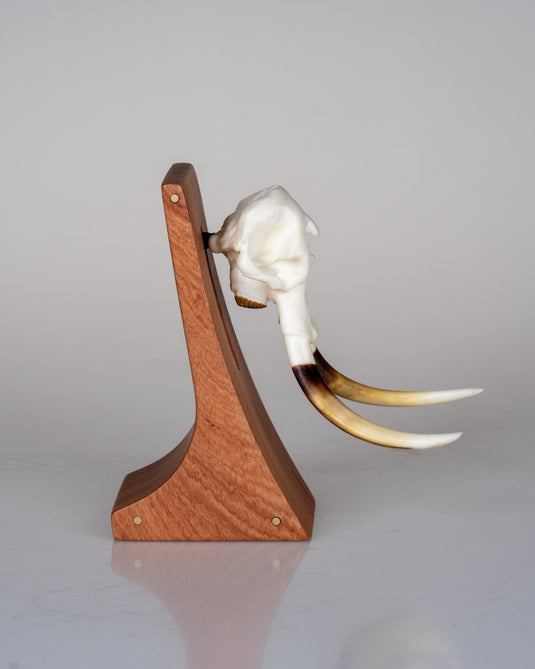 Augmented Mount rosewood display pedestal in side profile with brass pins and warthog tusks in silhouette
