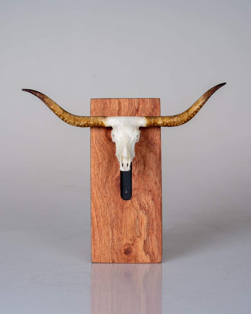 Load image into Gallery viewer, Cellphone Mount - rosewood display pedestal and phone stand with a miniature Texas Longhorn Skullie, front view
