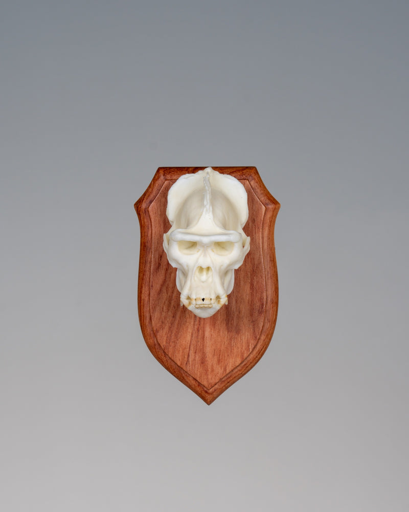 Load image into Gallery viewer, Flat Shield Mount - rosewood shield display pedestal with a miniature gorilla Skullie, front view

