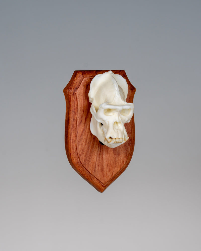 Load image into Gallery viewer, Flat Shield Mount rosewood wall shield with gorilla Skullie, angled view
