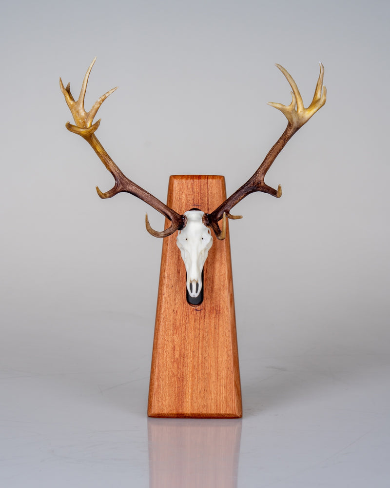 Load image into Gallery viewer, Pyramid Mount - tapered rosewood display pedestal with an antlered deer Skullie, front view

