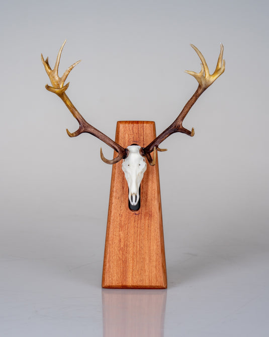 Pyramid Mount - tapered rosewood display pedestal with an antlered deer Skullie, front view