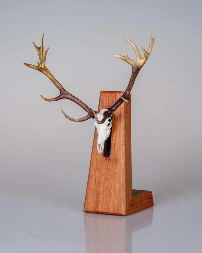 Load image into Gallery viewer, Pyramid Mount rosewood display pedestal, three-quarter view with deer antlers spread wide
