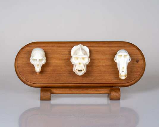 Ternion Mount - oval rosewood display pedestal holding three primate Skullies, front view
