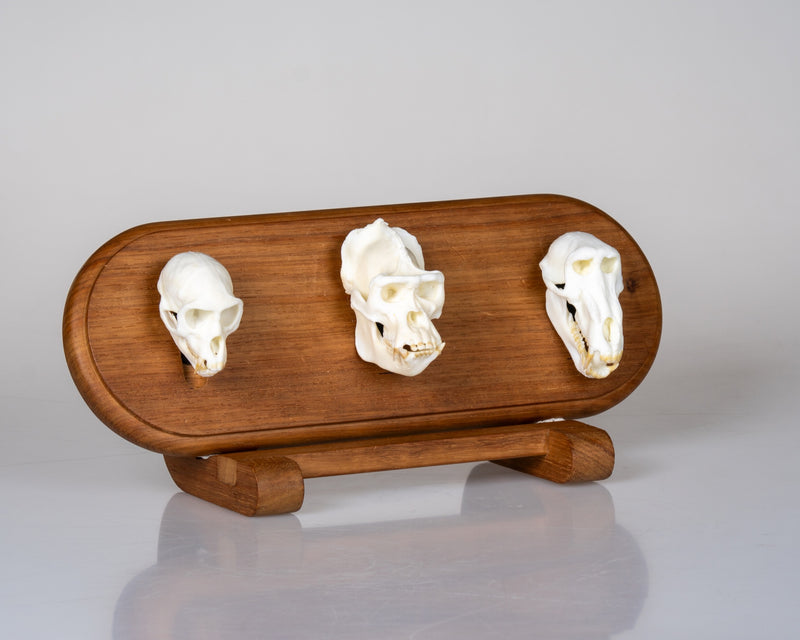 Load image into Gallery viewer, Ternion Mount rosewood display pedestal with vervet monkey, gorilla and baboon Skullies, angled view
