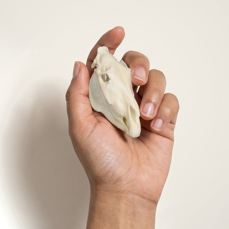 Load image into Gallery viewer, Zebra Skullie held in hand for scale
