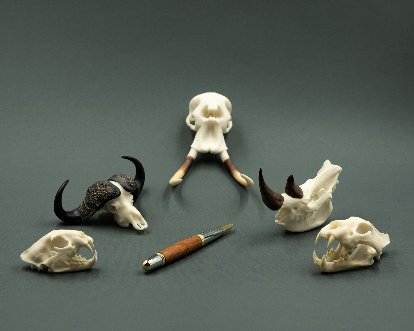 Skullies - Miniature Skulls Big 5 Set which includes lion, leopard, elephant, buffalo and rhino with pen
