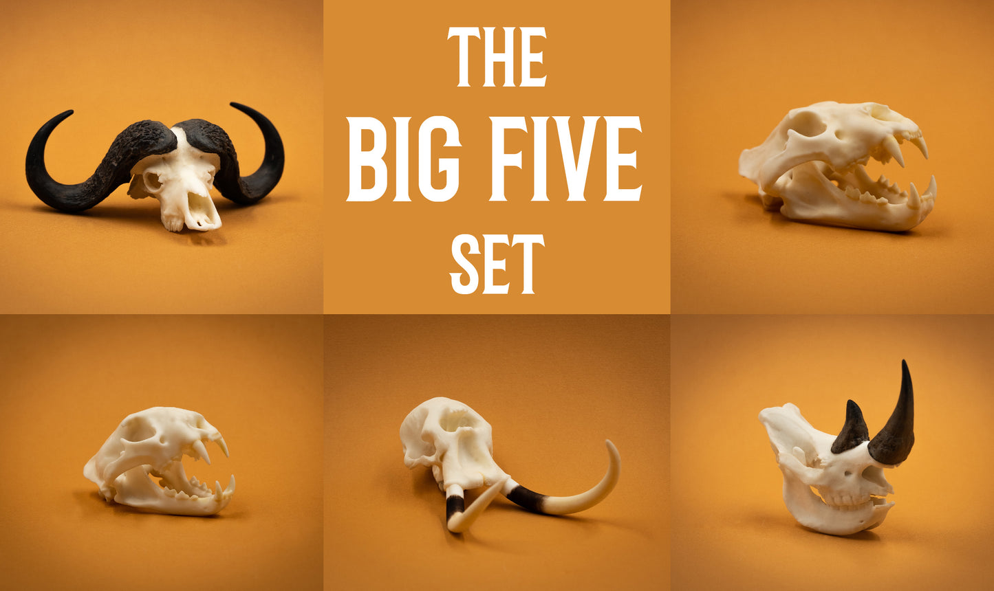 Skullies - Miniature Skulls Big 5 Set which includes lion, leopard, elephant, buffalo and rhino