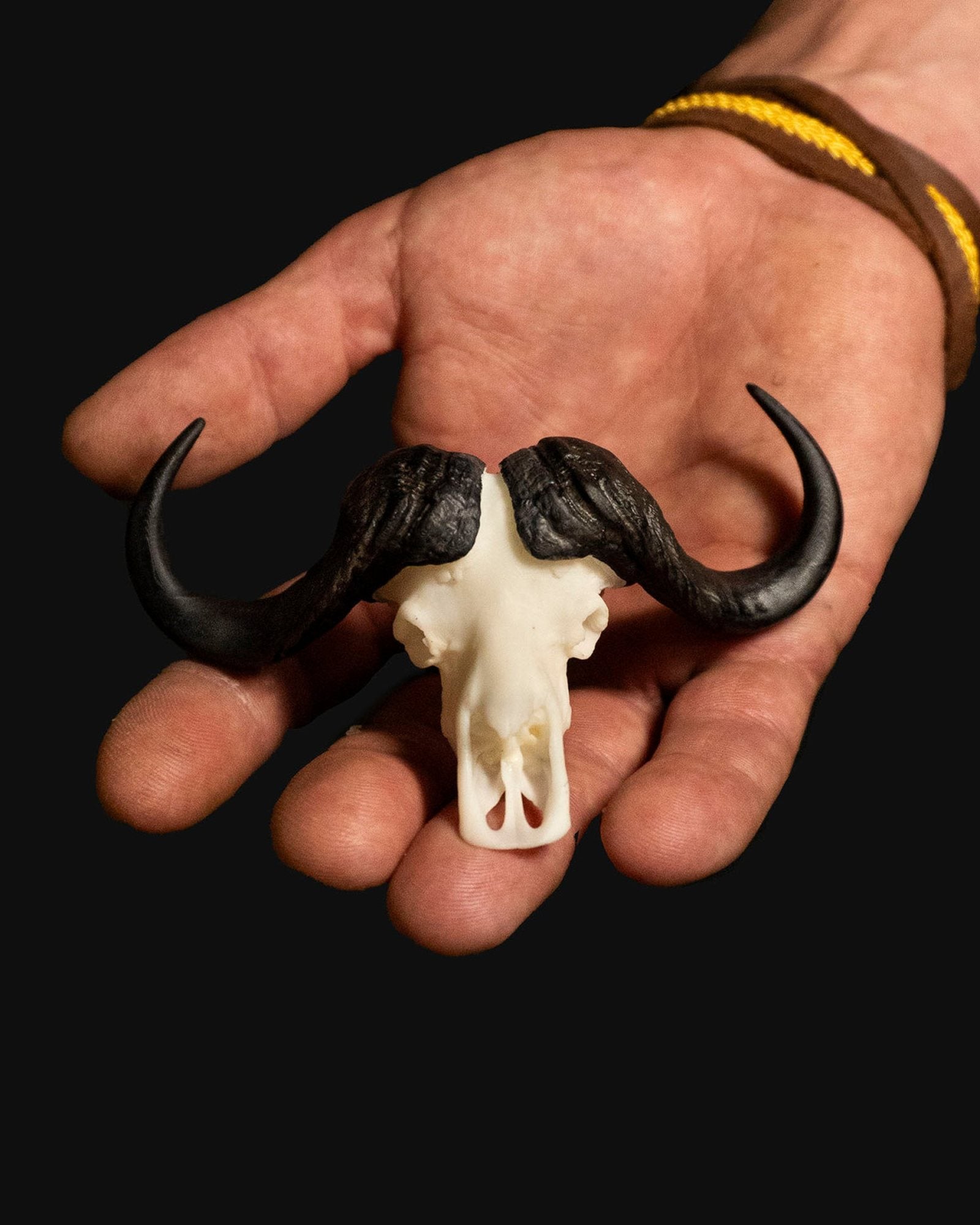 A hand-painted Cape Buffalo Skullie held in an open palm