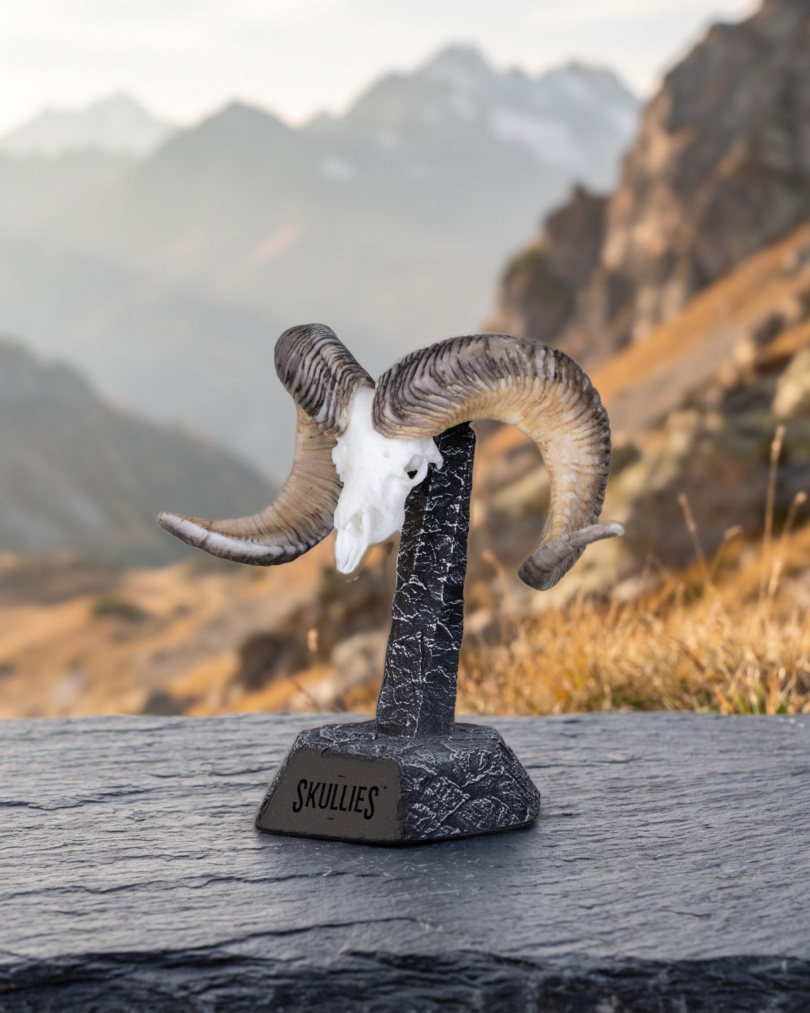Altai argali Skullie on a Skullies display pedestal on mountain slate